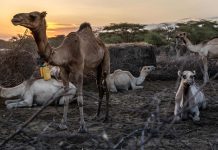 केन्यामा खडेरी : गाईको सट्टा उँट पालनतर्फ झुकाव