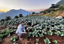 गाउँ फर्किएर तरकारी खेतीमा रमाउँदै कमलप्रसाद