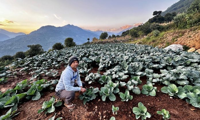 Kamal Poudel Farming 1