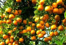 लकपुरमा सुन्तला खान पुग्छन् पर्यटक