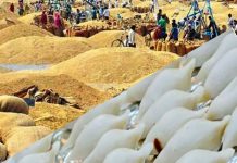 मार्गशीर्ष शुक्ल पूर्णिमाः धानको पूजा गरी मनाइँदै धान्य पूर्णिमा