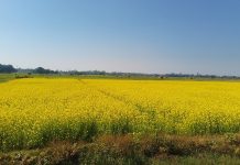 बाँकेमा तेलहन बाली उत्पादन घट्दो क्रममा