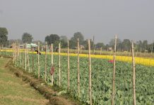 सागसब्जीमा समृद्धि पहिल्याउँदै कञ्चनपुरका दुई किसान