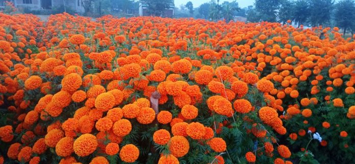 sayapatri-1699942635