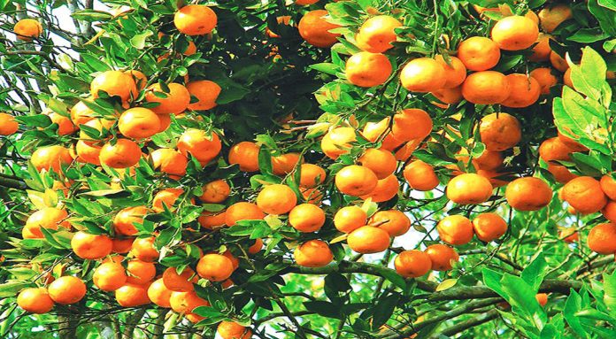 orange_suntola_1668678349