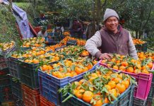 दोसल्लेबाट यसपटक २ करोडको सुन्तला बिक्री