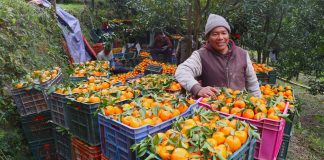 दोसल्लेबाट यसपटक २ करोडको सुन्तला बिक्री