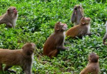 ‘जसले बाँदर नियन्त्रण गर्ने स्पष्ट खाका ल्याउँछ उसैलाई भोट दिने हो’