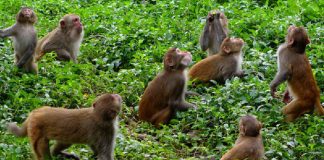 ‘जसले बाँदर नियन्त्रण गर्ने स्पष्ट खाका ल्याउँछ उसैलाई भोट दिने हो’