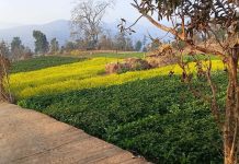 कोदारमा नगदेबालीतर्फ किसानको आकर्षण बढ्दो