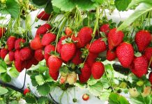 ‘स्ट्रबेरी’ खेतीबाट वार्षिक तीस लाख आम्दानी