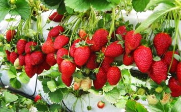 ‘स्ट्रबेरी’ खेतीबाट वार्षिक तीस लाख आम्दानी