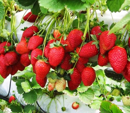‘स्ट्रबेरी’ खेतीबाट वार्षिक तीस लाख आम्दानी