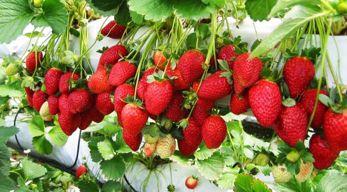 ‘स्ट्रबेरी’ खेतीबाट वार्षिक तीस लाख आम्दानी