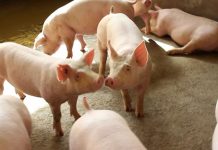 रौतहटमा ‘स्वाइन फिभर’लागेर बङ्गुर मर्न थाले