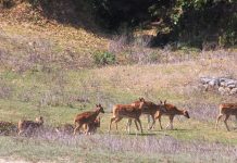 नागेश्वर सामुदायिक वन, योजना अभावमा ओझेलमा