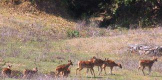 नागेश्वर सामुदायिक वन, योजना अभावमा ओझेलमा