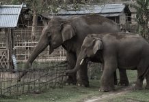 हात्तीको उपद्रो रोक्न भत्किएका विद्युतीय घेराबेरा मर्मत गरिँदै