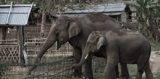 हात्तीको उपद्रो रोक्न भत्किएका विद्युतीय घेराबेरा मर्मत गरिँदै