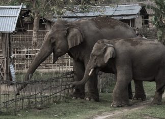 हात्तीको उपद्रो रोक्न भत्किएका विद्युतीय घेराबेरा मर्मत गरिँदै