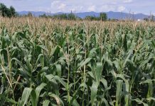 बाँकेमा व्यावसायिक बसन्ते मकैखेती