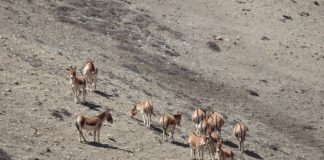 उपल्लो मुस्ताङमा देखिए जङ्गली गधा