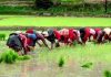 खडेरीले रोपाइँ प्रभावितः मध्य असारसम्म ३८ प्रतिशत