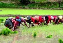 खडेरीले रोपाइँ प्रभावितः मध्य असारसम्म ३८ प्रतिशत