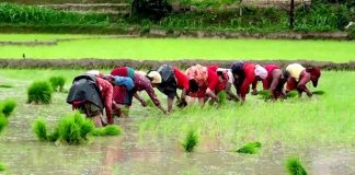 खडेरीले रोपाइँ प्रभावितः मध्य असारसम्म ३८ प्रतिशत