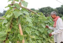 तरकारीखेतीबाट बराहक्षेत्रका किसान आत्मनिर्भर