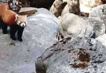 कालीकोटमा भेटियो रेडपान्डा