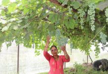 जलजलाको लुप्राङमा अङ्गुरखेतीकाे परीक्षण सफल