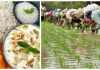 सांस्कृतिक पर्व असार १५ः धान दिवससहित दही चिउरा खाएर मनाइँदै