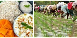 सांस्कृतिक पर्व असार १५ः धान दिवससहित दही चिउरा खाएर मनाइँदै