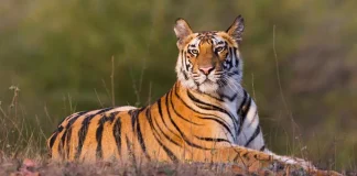 नेपालमा बाघको सङ्ख्या ४२९