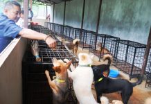 बागलुङमा कुकुरलाई ‘होस्टेल’