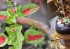आज हरिशयनी एकादशी : तुलसीको बिरुवा सारिँदै