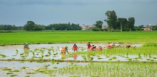 मनसुन सक्रिय रहँदा किसानलाई रोपाइँ गर्न सहज