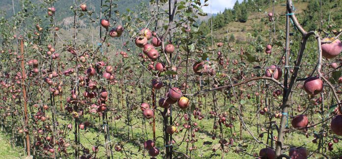 1639109858_apple-1200x560