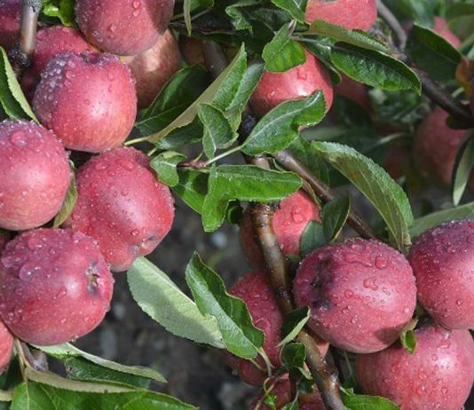 मुस्ताङमा स्याउ टिप्न कार्यतालिका सार्वजनिक