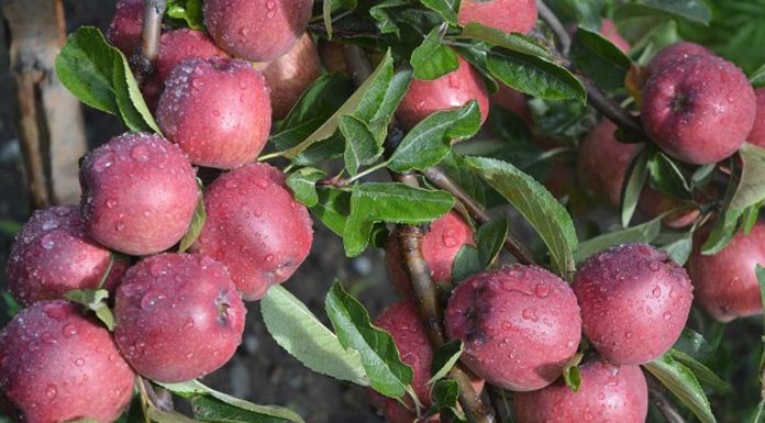 मुस्ताङमा स्याउ टिप्न कार्यतालिका सार्वजनिक
