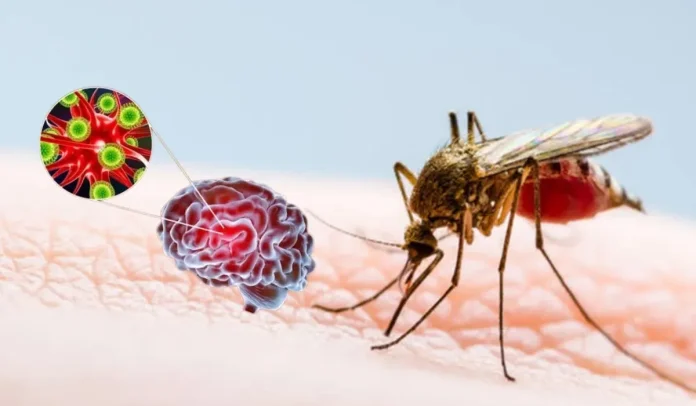 Japanese-encephalitis