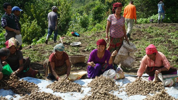Myagdi potato (1)