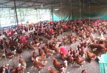 गाउँ फर्किएर दाजुभाइले सुरु गरेको कुखुरापालन…