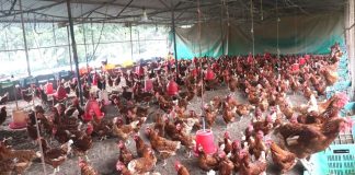 गाउँ फर्किएर दाजुभाइले सुरु गरेको कुखुरापालन…