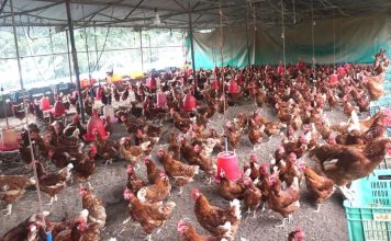 गाउँ फर्किएर दाजुभाइले सुरु गरेको कुखुरापालन…