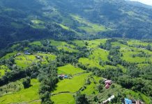 भोजपुरमा ९६ प्रतिशत रोपाइँ सम्पन्न