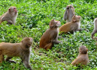 बाँदरको उपद्रोले किसान हैरान, अन्नबाली जोगाउनै मुस्किल