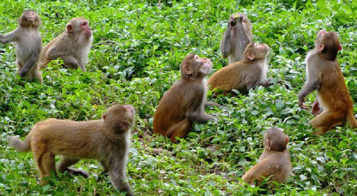 monkey
