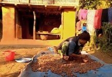 किसानको राम्रो आम्दानीको स्रोत बन्दै रुद्राक्ष